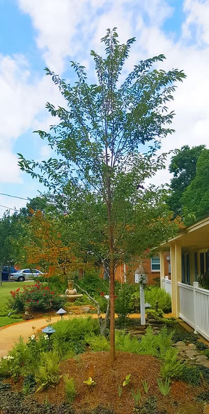 Landscape Designs - 14